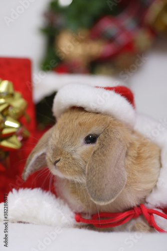 ウサギさんのクリスマス