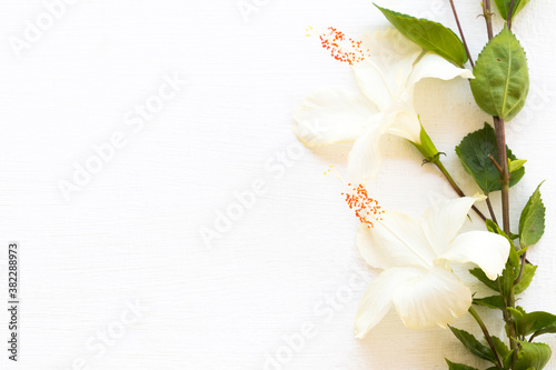white flowers hibiscus local flora of asia arrangement flat lay postcard style on background white wooden