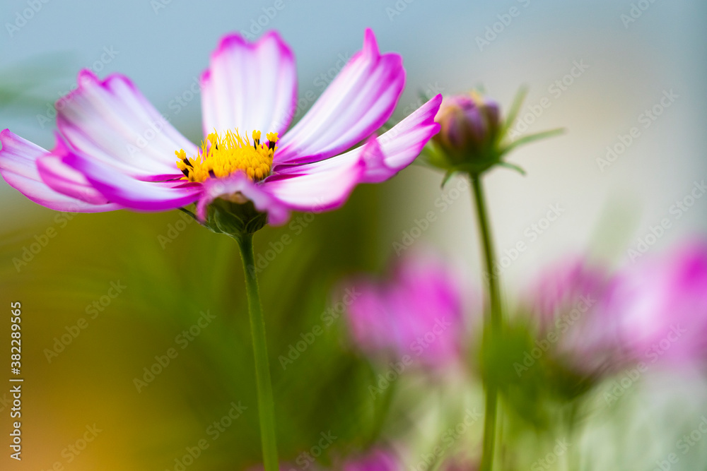 background nature texture colorful pink cosmos flowers in garden photograph postcard style 