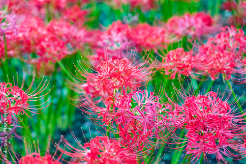 Photography Lycoris radiata, known as the red spider lily, hell flower, red magic lily, or e