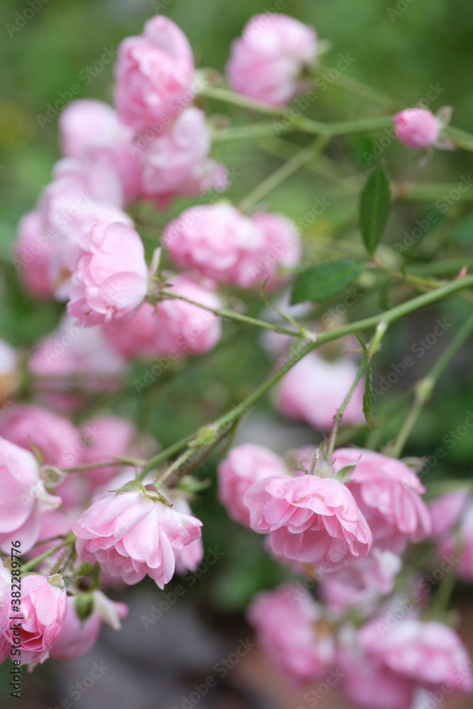 Fototapeta premium ガーデニング薔薇のコンテナ