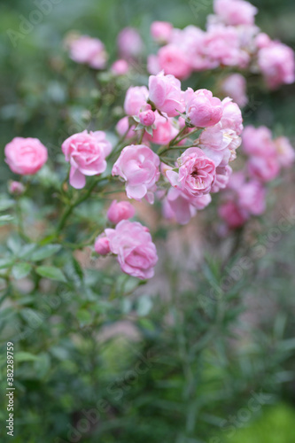 ガーデニング薔薇のコンテナ © Paylessimages
