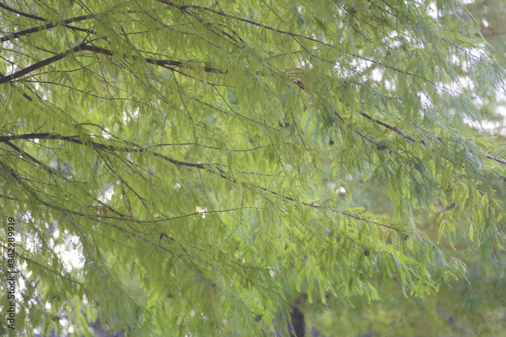 Fototapeta premium メタセコイヤの並木道