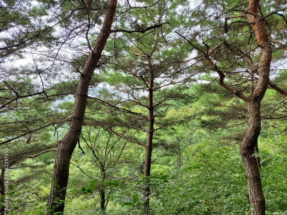Fototapeta premium trees in the forest