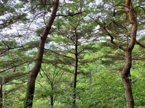 trees in the forest