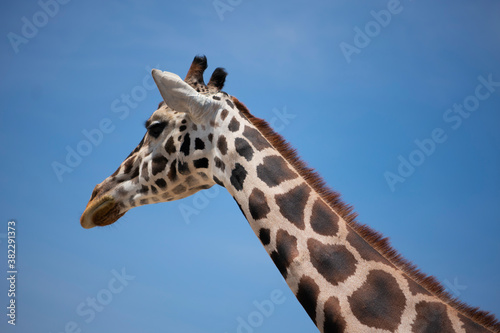 portrait of giraffe © diego