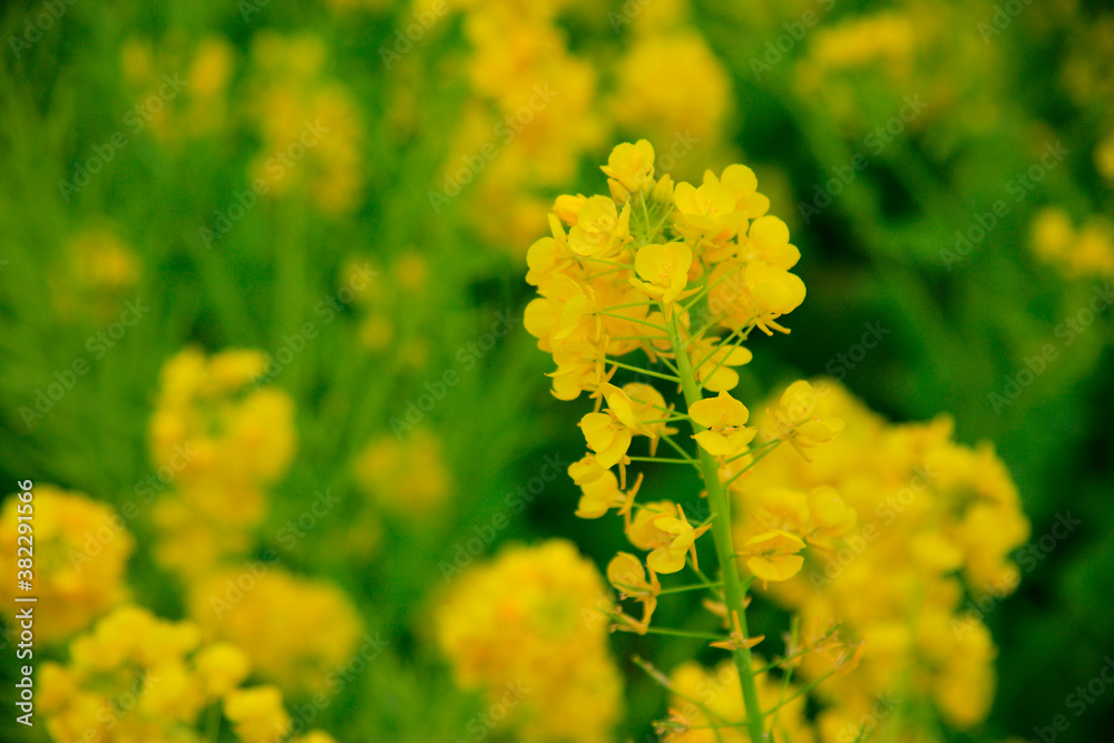 菜の花 菜の花