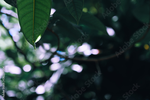 Large green leaves under the shade of tree background.