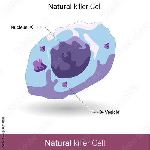 natural killer cell vector illustration 