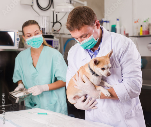 Dog undergoing surgery at vets. High quality photo