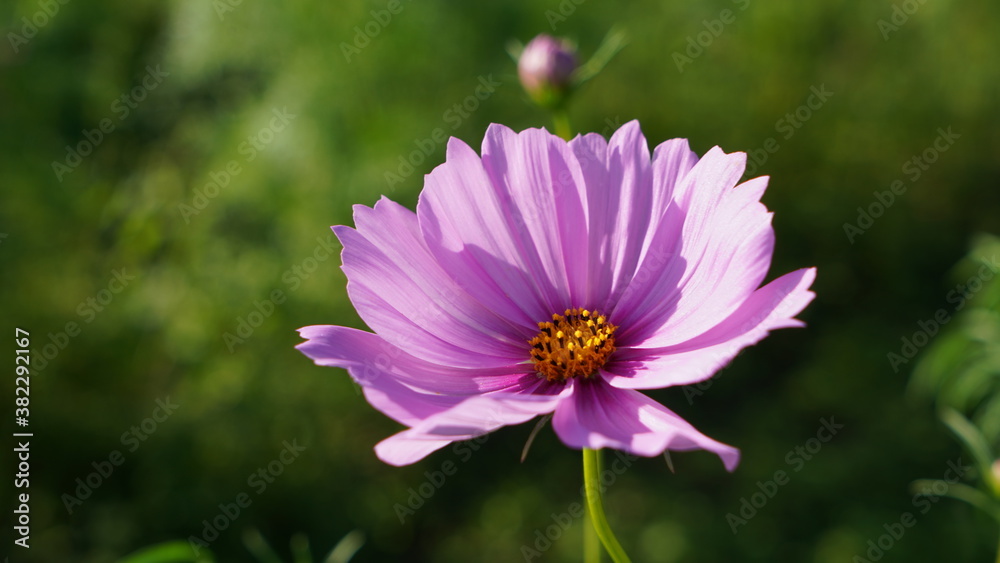 Obraz premium 秋桜(コスモス)