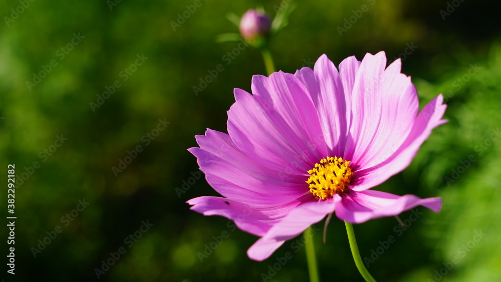Obraz premium 秋桜(コスモス)