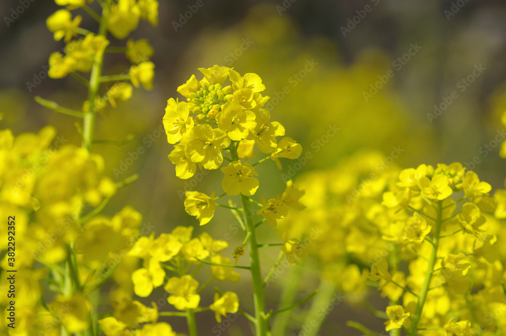 菜の花