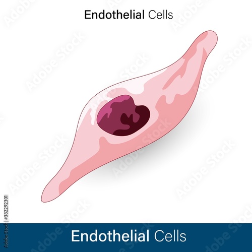 Structure of human endothelial cell vector photo