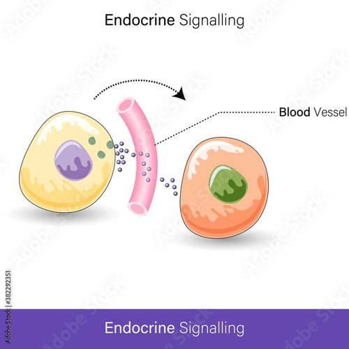  vector of Endocrine cell signaling by hormone molecules