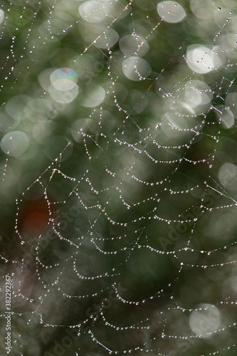 Early morning light makes the droplets of dew on the strands of a spiderweb glow like a string of crystal beads or diamonds.
