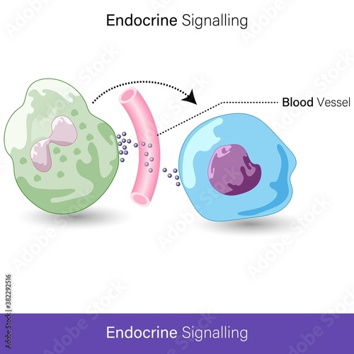 vector of Endocrine cell signaling by hormone molecules, 