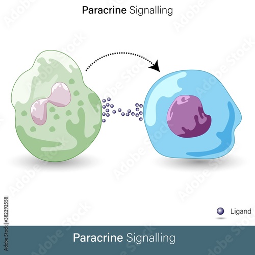 vector of Paracrine cell signaling by hormone molecules, 