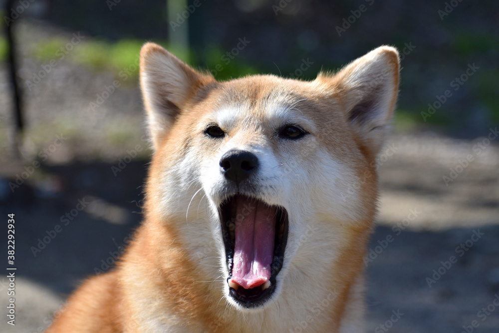 柴犬・あくび 柴犬・あくび