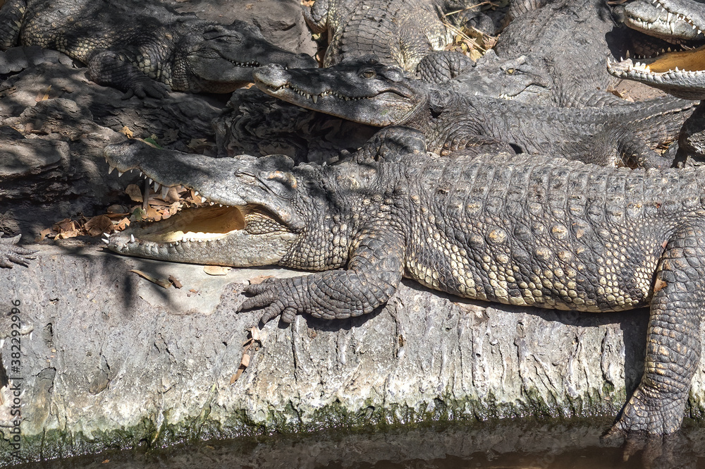 Close up Group of Crocodiles were Sunbathing on The Ground