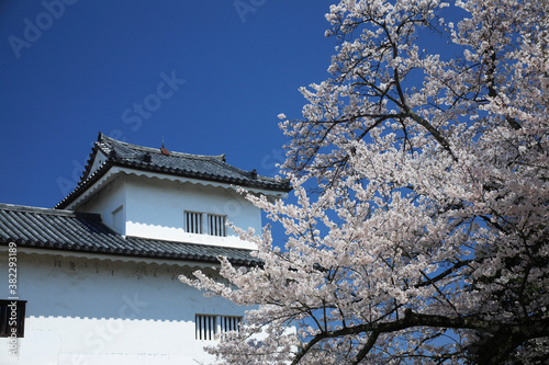 桜咲く彦根城