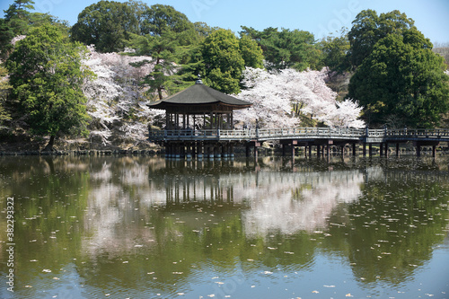 桜咲く浮御堂