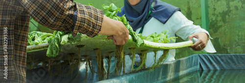 Photos a man and a woman are moving a hydroponic plant with styrofoam into a pool of water