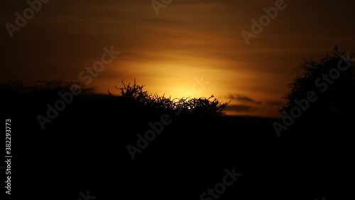 Sun setting under the trees photo