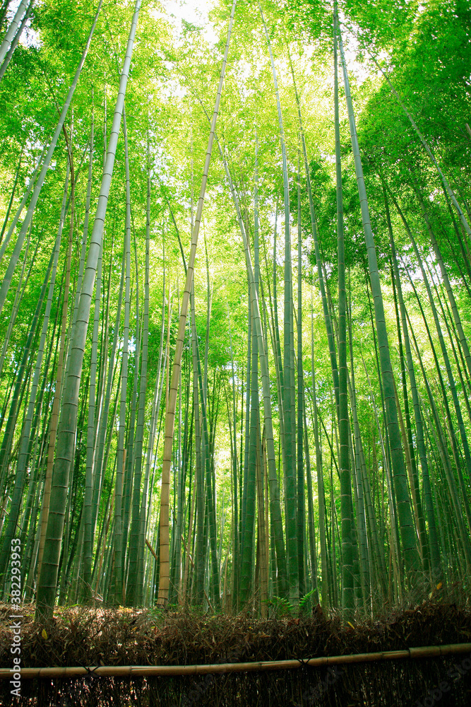 嵯峨野 嵯峨野