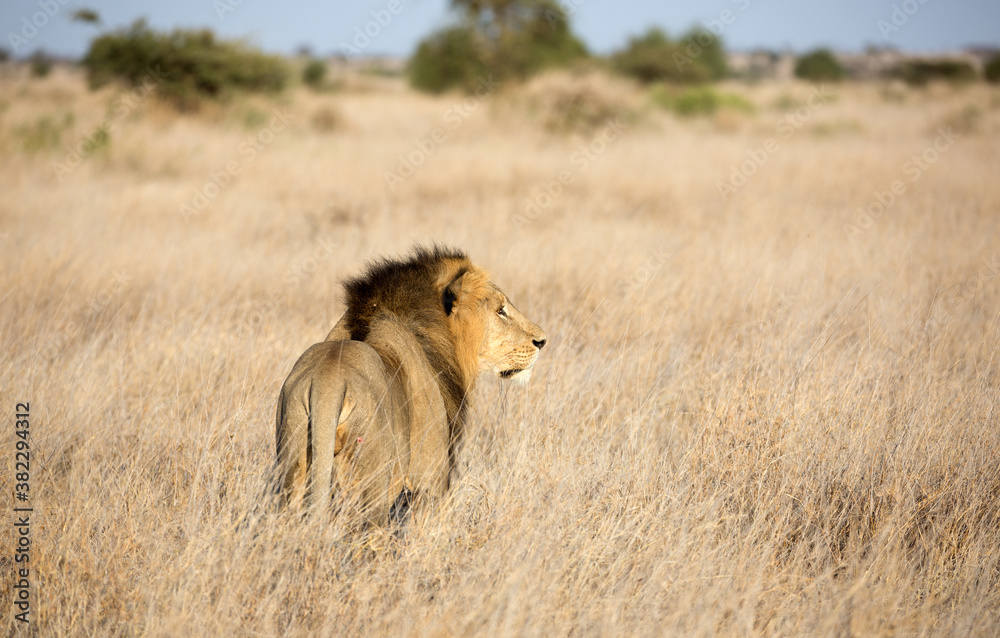 A male lion (Panthera leo) in the grasslands. Kenya.	