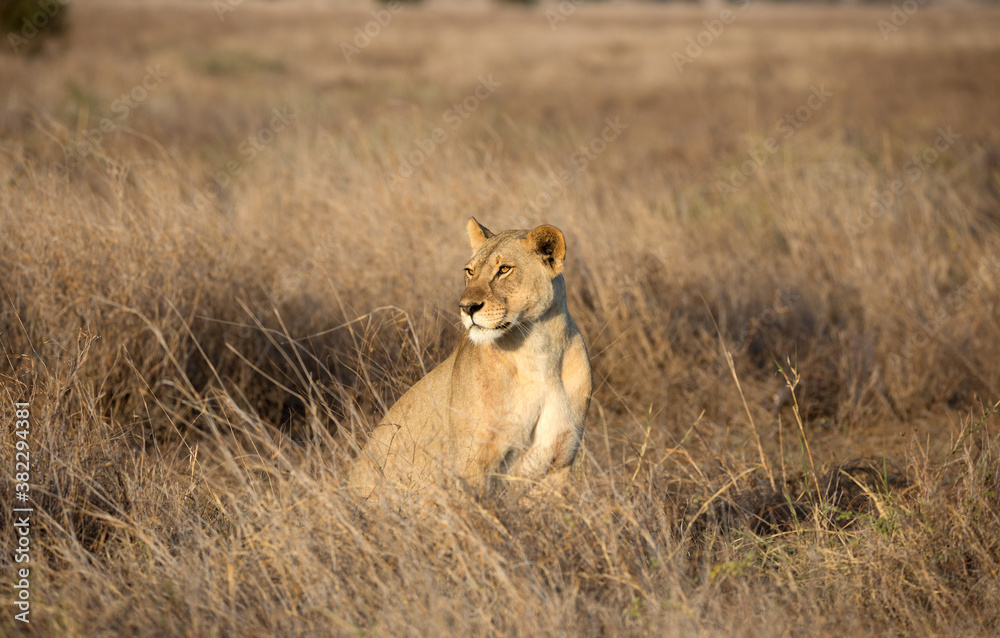 A Lion (Panthera leo) early morning in the grasslands. Kenya. A Lion (Panthera leo) early morning in the grasslands. Kenya.
