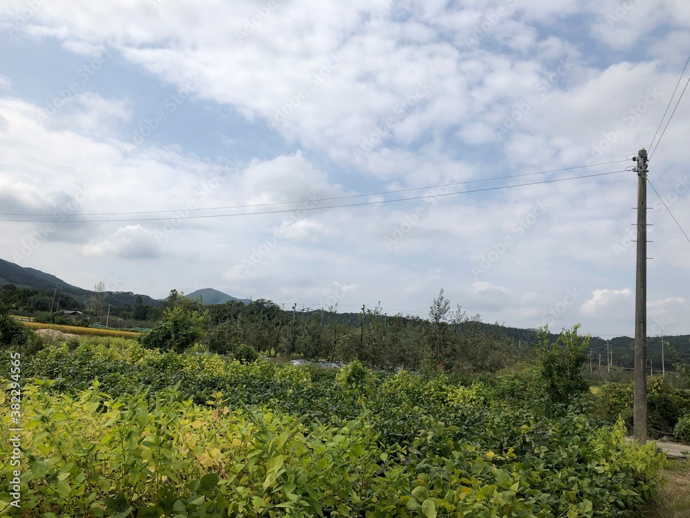 Obraz premium Country