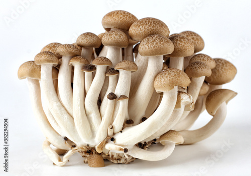 A group of shimeji mushrooms on a white background.