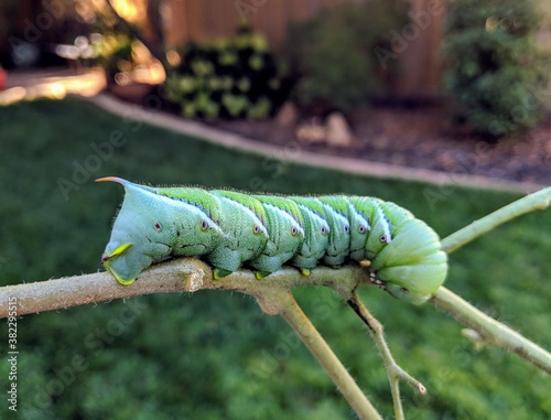 large tomato hornworm on a stick photo