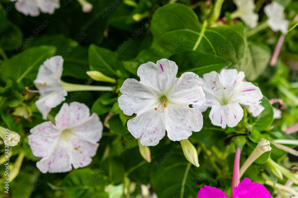mirabilis jalapa flower in a garden in Madrid mirabilis jalapa flower in a garden in Madrid
