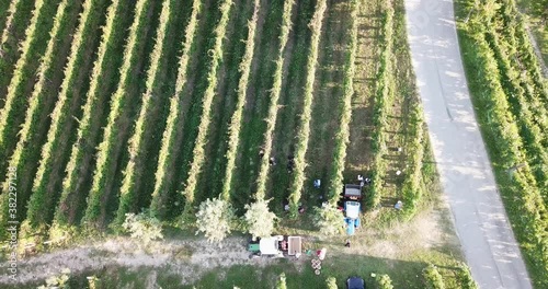 Top view of people starting to harvest grapes from a vinery and taking buckets out of the tractors photo