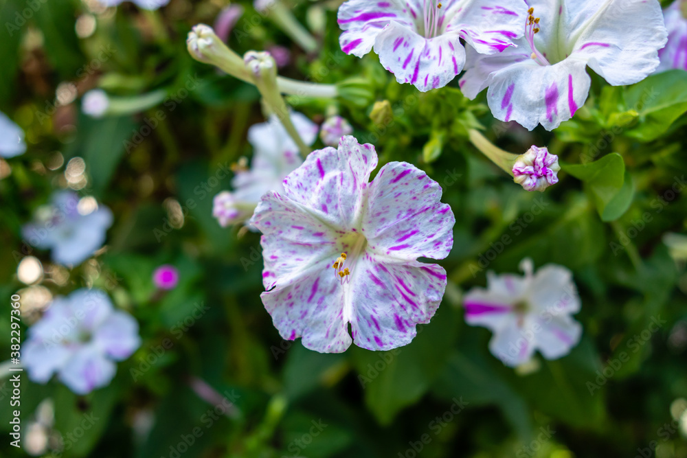 mirabilis jalapa flower in a garden in Madrid mirabilis jalapa flower in a garden in Madrid