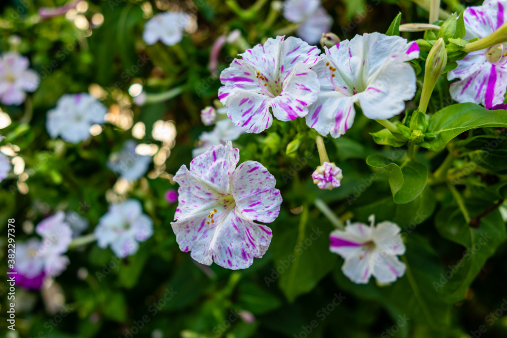 mirabilis jalapa flower in a garden in Madrid mirabilis jalapa flower in a garden in Madrid