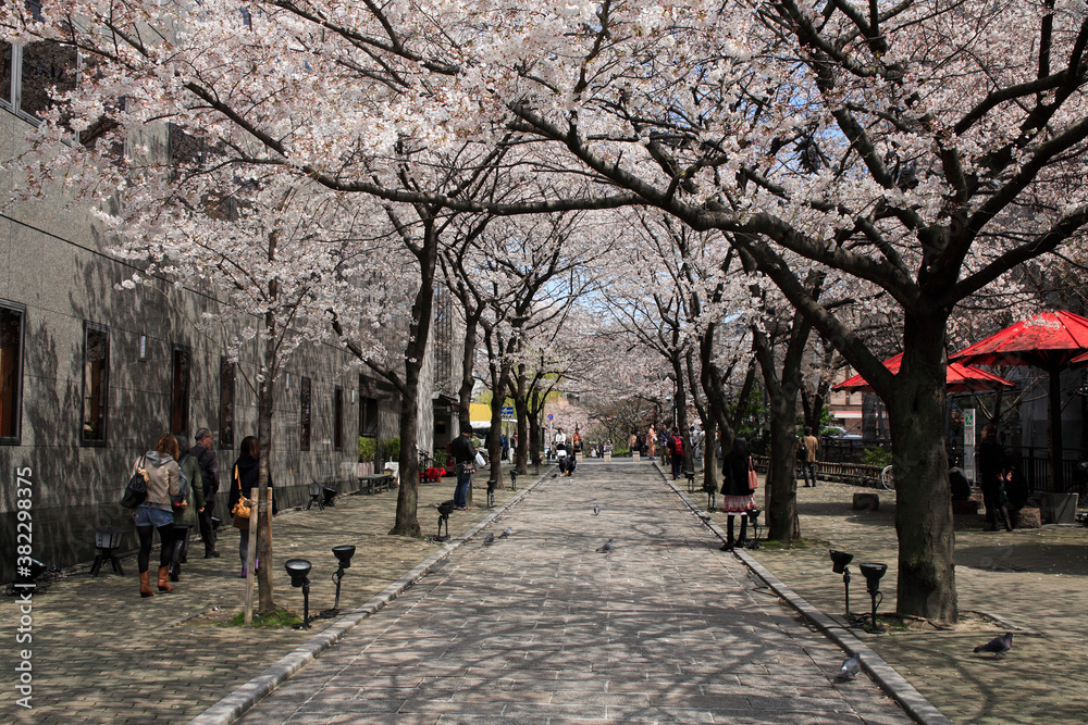 桜並木 桜並木