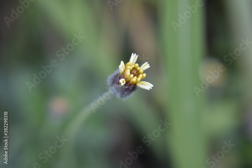 the beautiful flower  macro photos