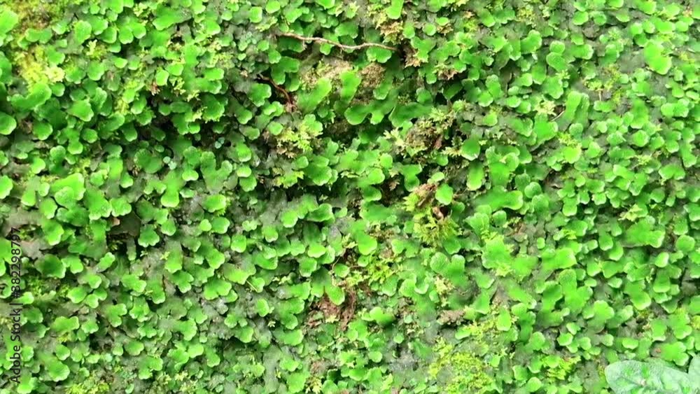 Close up of Green rainforest plant & fresh moss or exotic fern on wet waterfall rock stone wall background at rain-forest garden in tropical summer or spring sunlight at sunshine day, B-roll footage Close up of Green rainforest plant & fresh moss or exotic fern on wet waterfall rock stone wall background at rain-forest garden in tropical summer or spring sunlight at sunshine day, B-roll footage