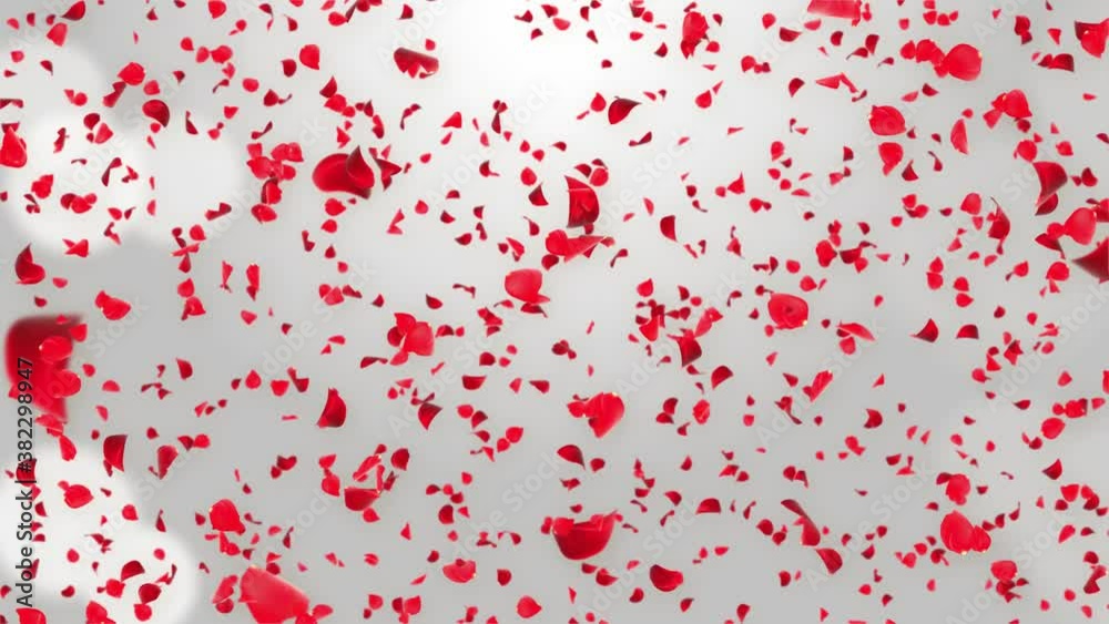 Realistic Abstract Rose Falling Motion Loop Background Green Screen. Engagement, Marriage, Romantic, Floral, Celebration, Valentine Day, Mother Day, Anniversary, Invitation, Birthday, Beauty, Passion, Realistic Abstract Rose Falling Motion Loop Background Green Screen. Engagement, Marriage, Romantic, Floral, Celebration, Valentine Day, Mother Day, Anniversary, Invitation, Birthday, Beauty, Passion,
