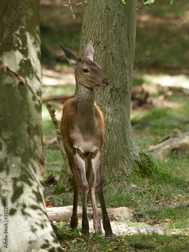 Red deer (Cervus elaphus)