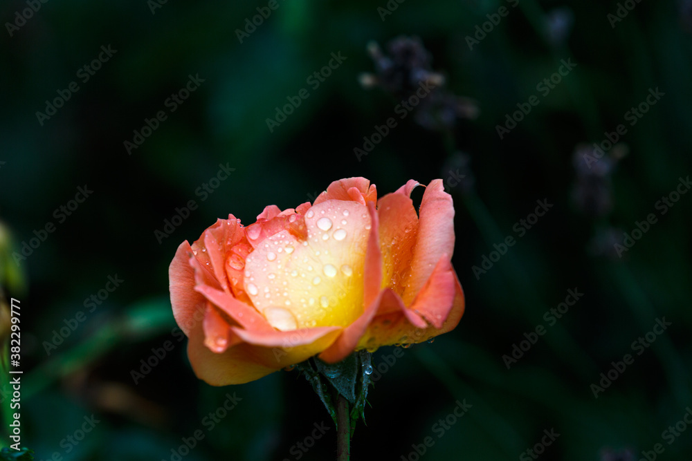 Blooming rose with water drops after rain Blooming rose with water drops after rain