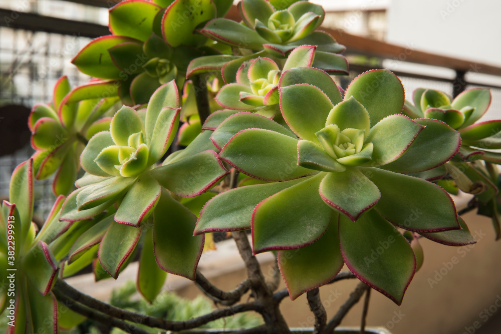 Talea Di Aeonium Haworthii - Pianta Succulenta - Taglio Per Propagazione