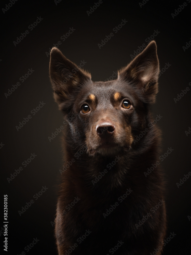 dog on a black background. Australian kelpie in the studio. Vertical portrait. 