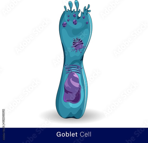 vector of structure human goblet cell involved in the secretion of mucous 