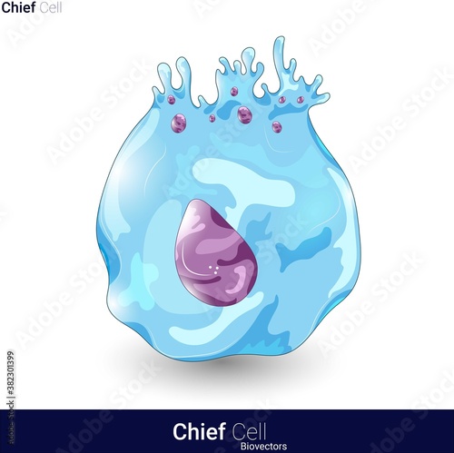 vector of Chief cells are also known as zymogenic cell or peptic cell,   which release pepsinogen and chymosin