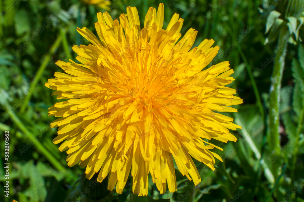yellow dandelion flower yellow dandelion flower