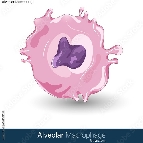 vector of Structure of human alveolar macrophage involved in the defense mechanism of lungs
